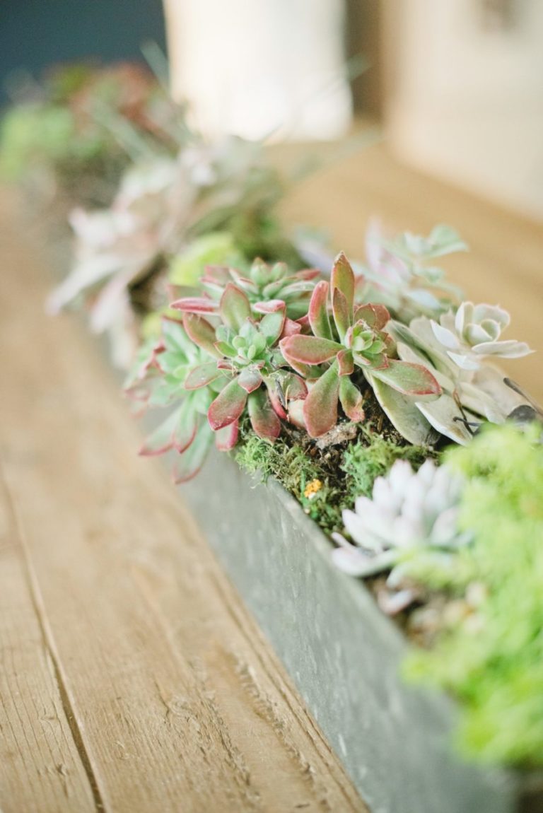 How to Grow Happy Succulents