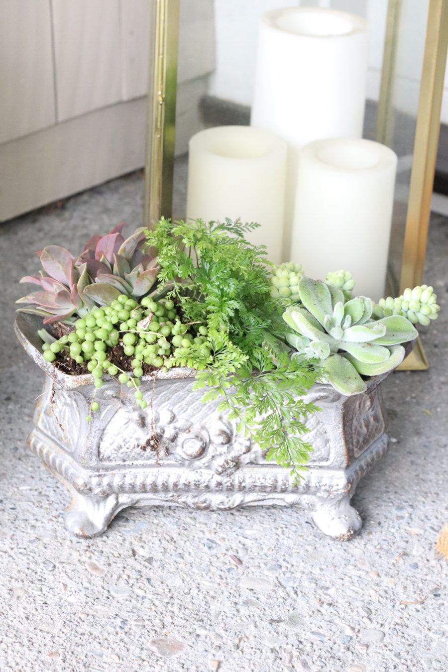 How to Grow Happy Succulents