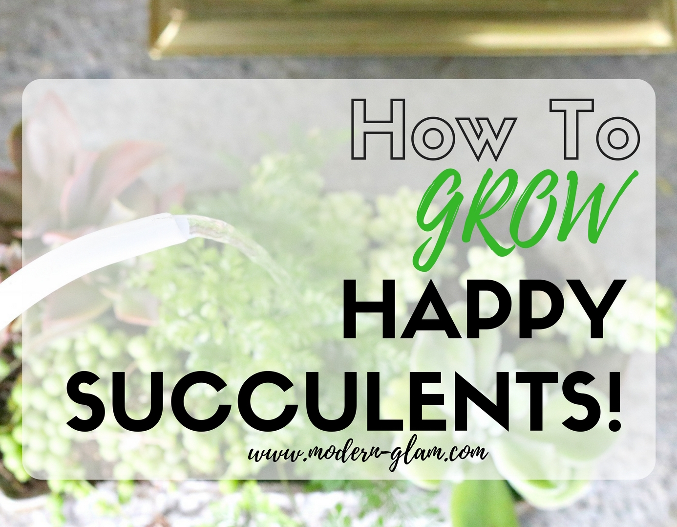 how to grow happy succulents