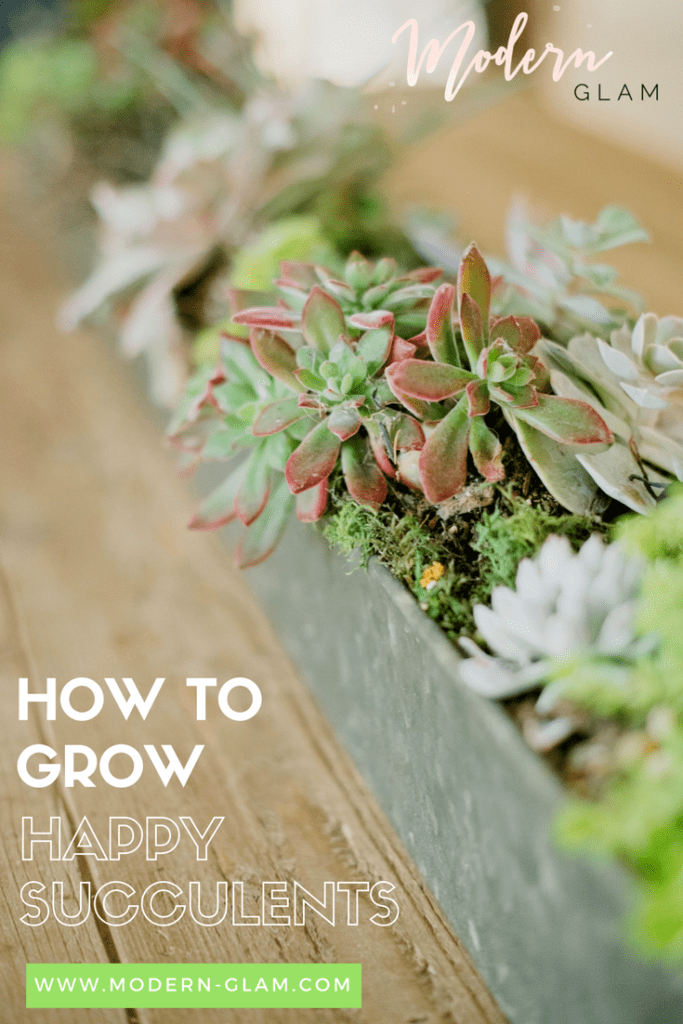 how to grow happy succulents