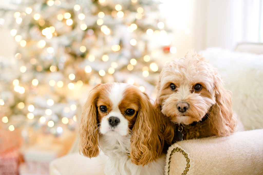 Holiday Home Tour - dogs