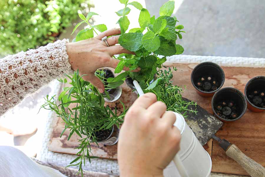DIY: Repurpose Candle Jars into an Indoor Herb Garden