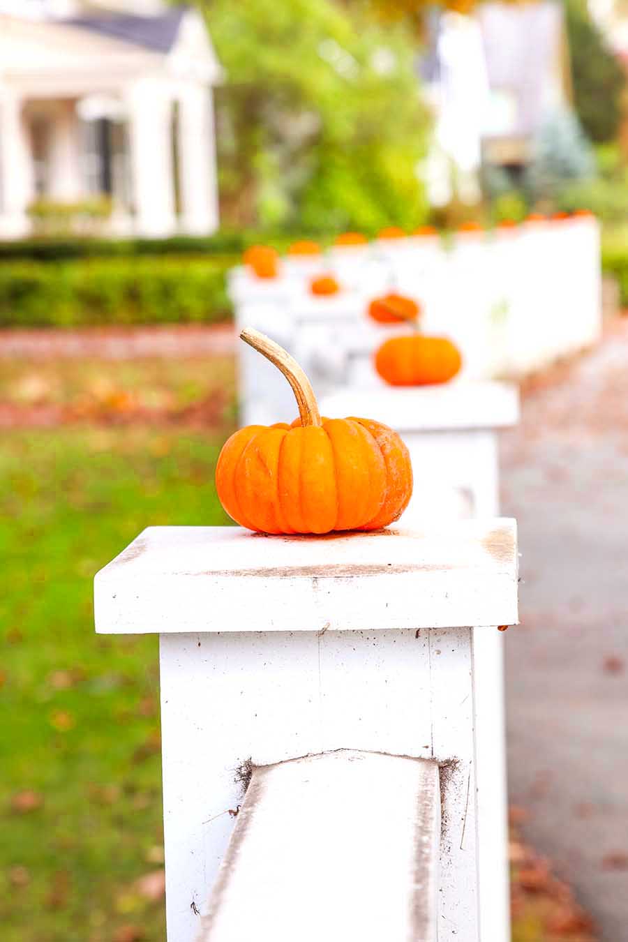 pumpkins on fence posts