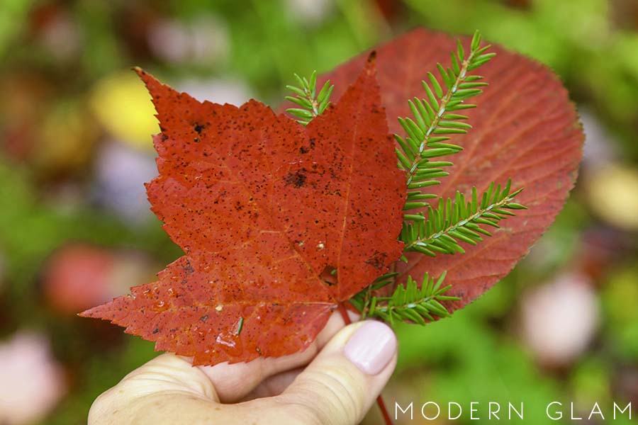 vermont leaves 