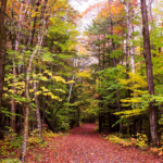 fall in vermont