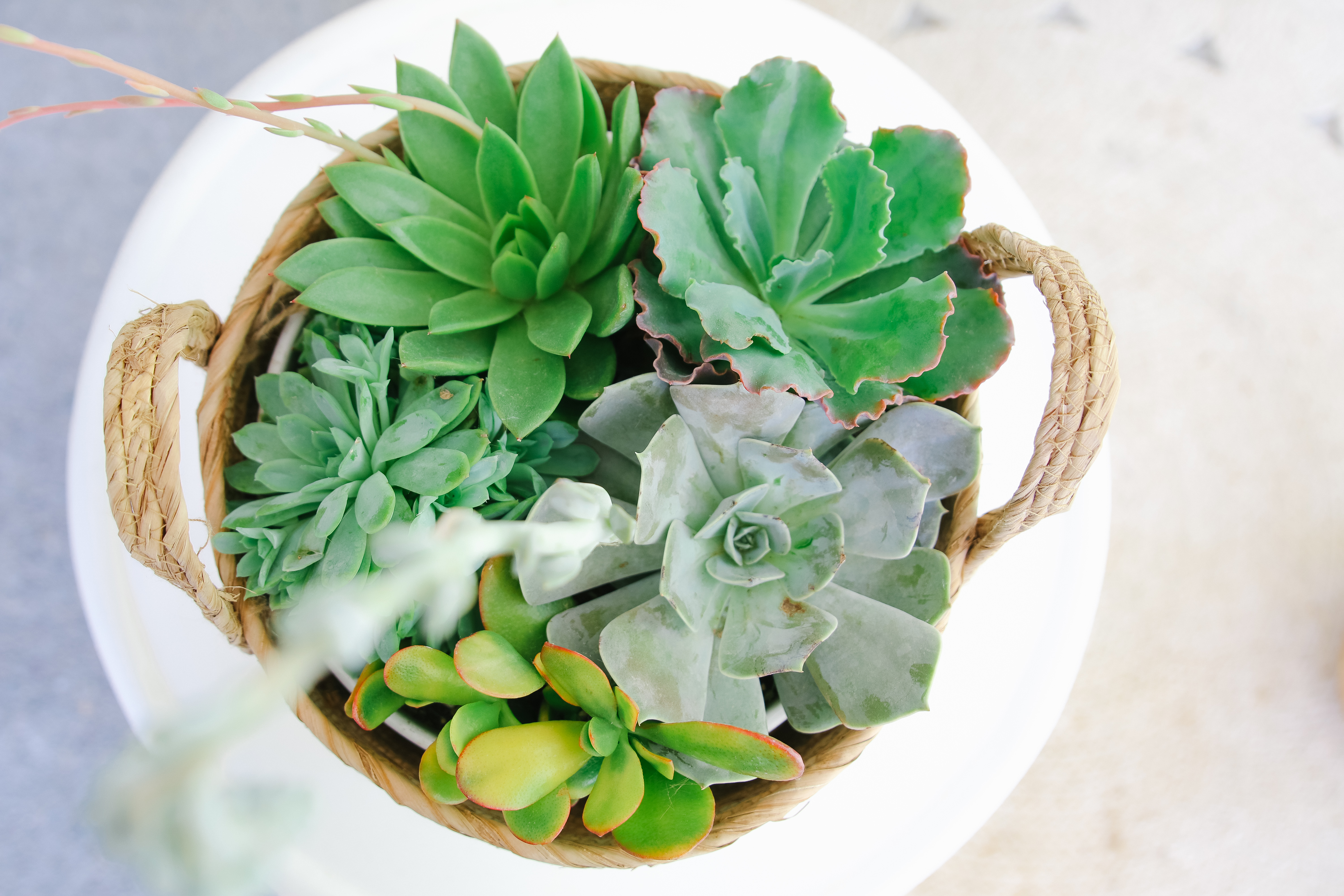 succulent patio makeover