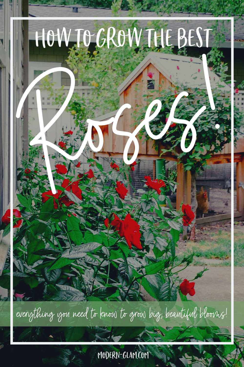 how to grow the best roses