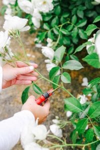 how to cut back roses