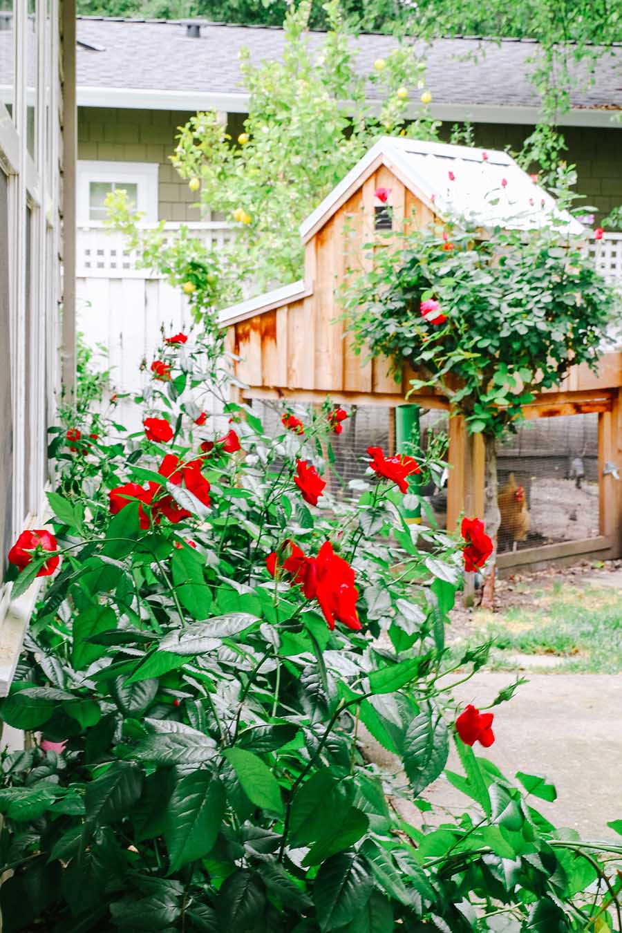 Rose care and feeding