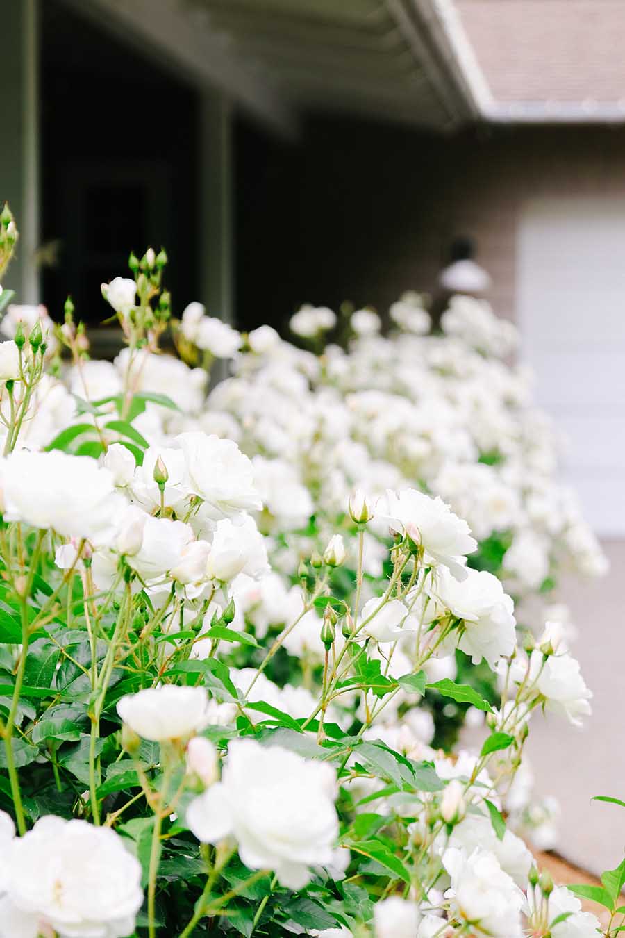 iceberg rose bushes