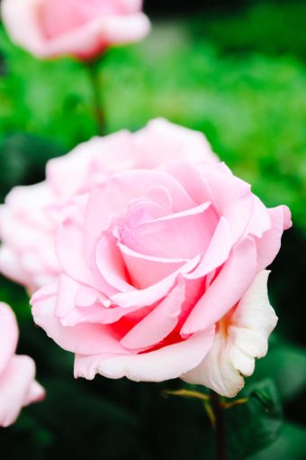 how to grow bigger roses