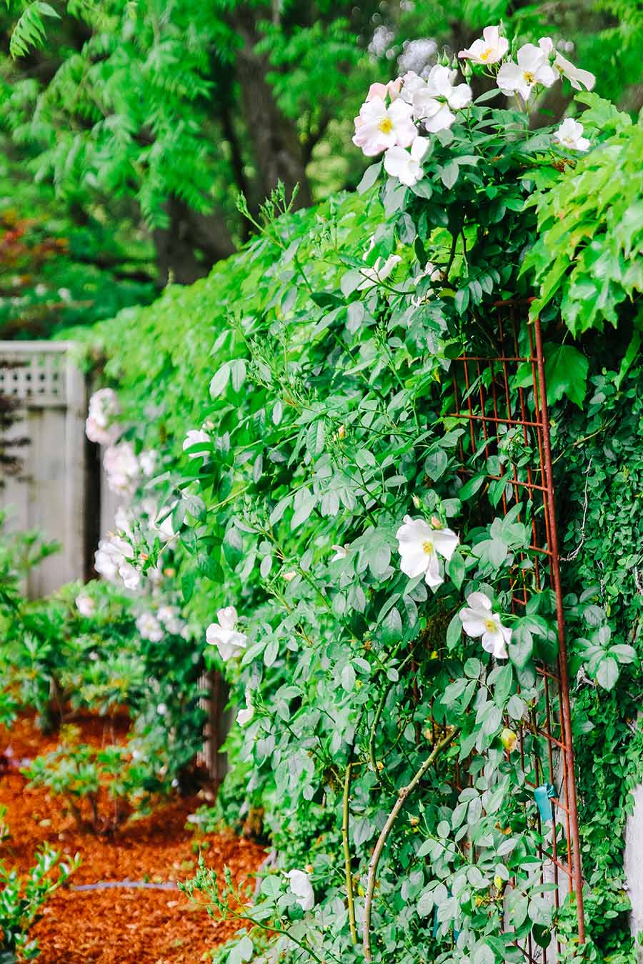 how to make your small yard seem bigger