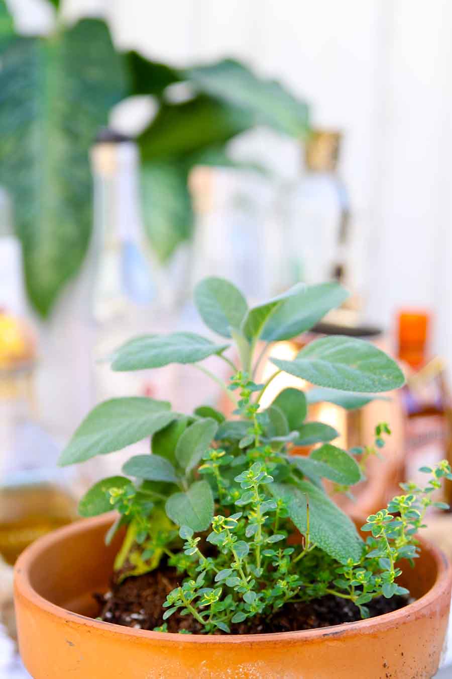 outdoor bar with herb garden