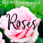 secrets to growing perfect roses