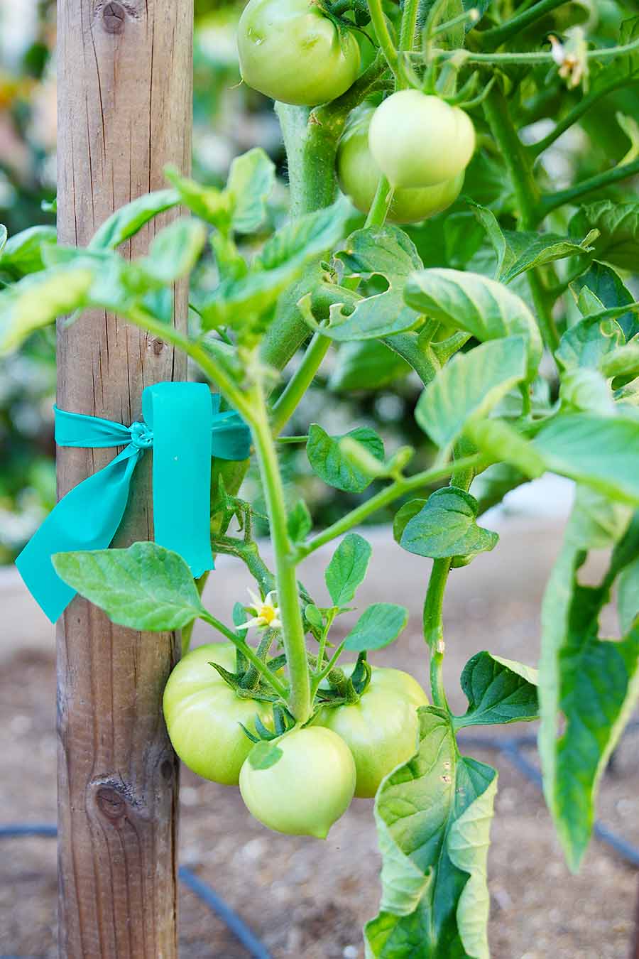 tomatoes on the vine