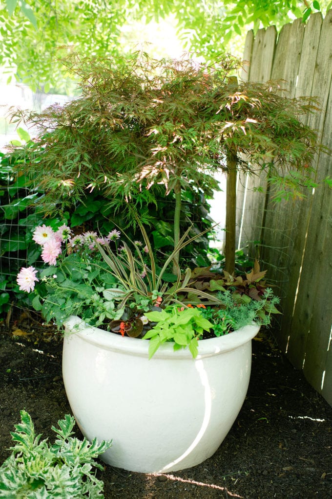 Unique Container Gardening Ideas - Modern Glam