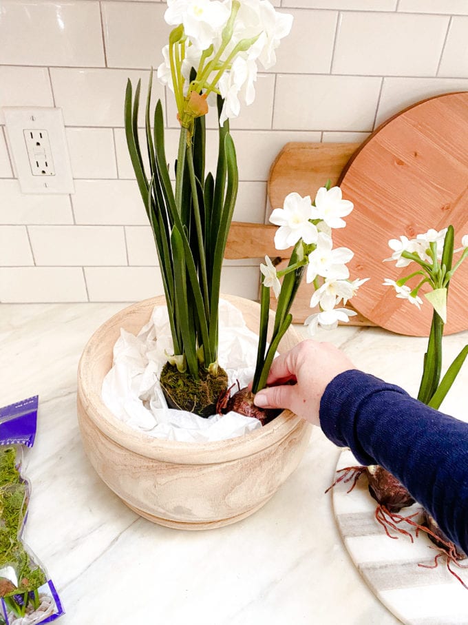 DIY spring bulb arrangement