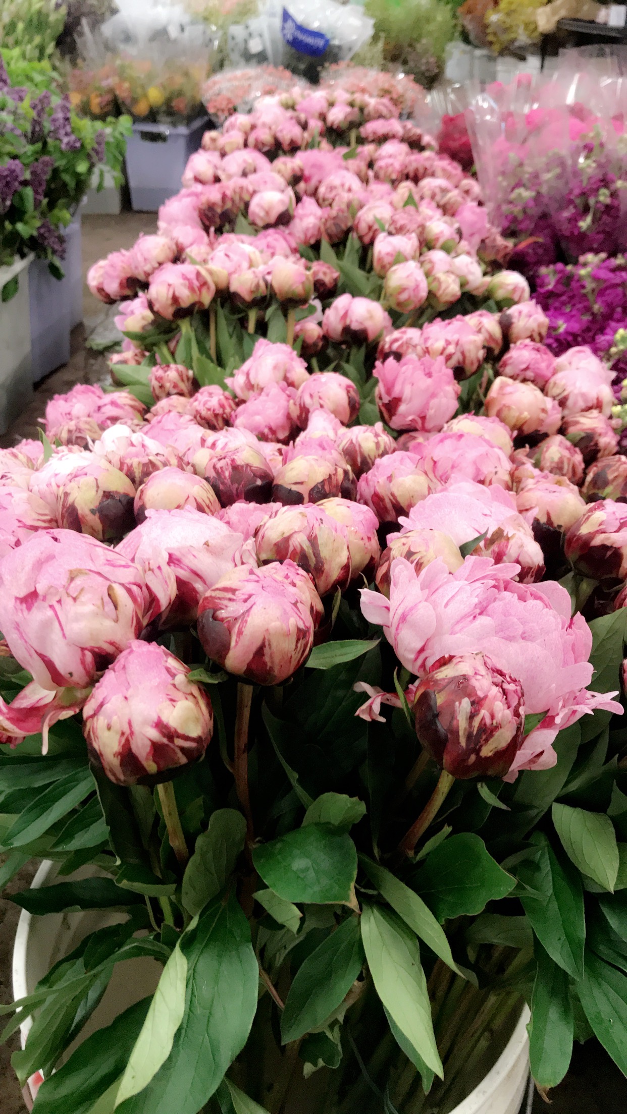 how to make peonies last longer