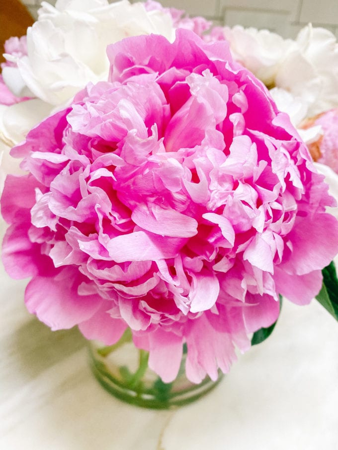 how to force peonies open