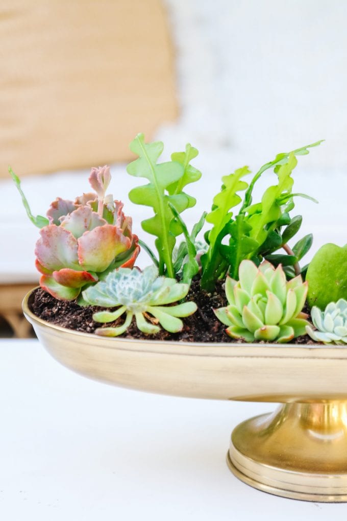 how to make a succulent planter