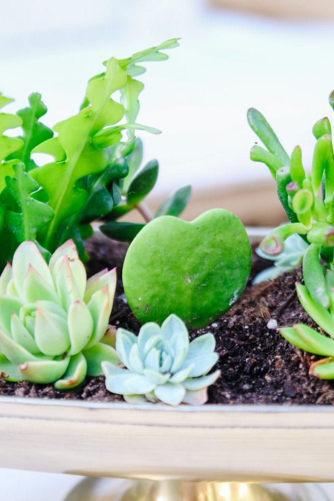 succulent planter tutorial