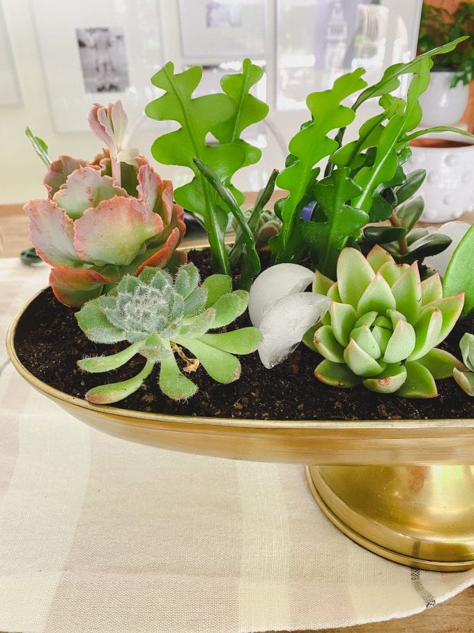 how to water succulents