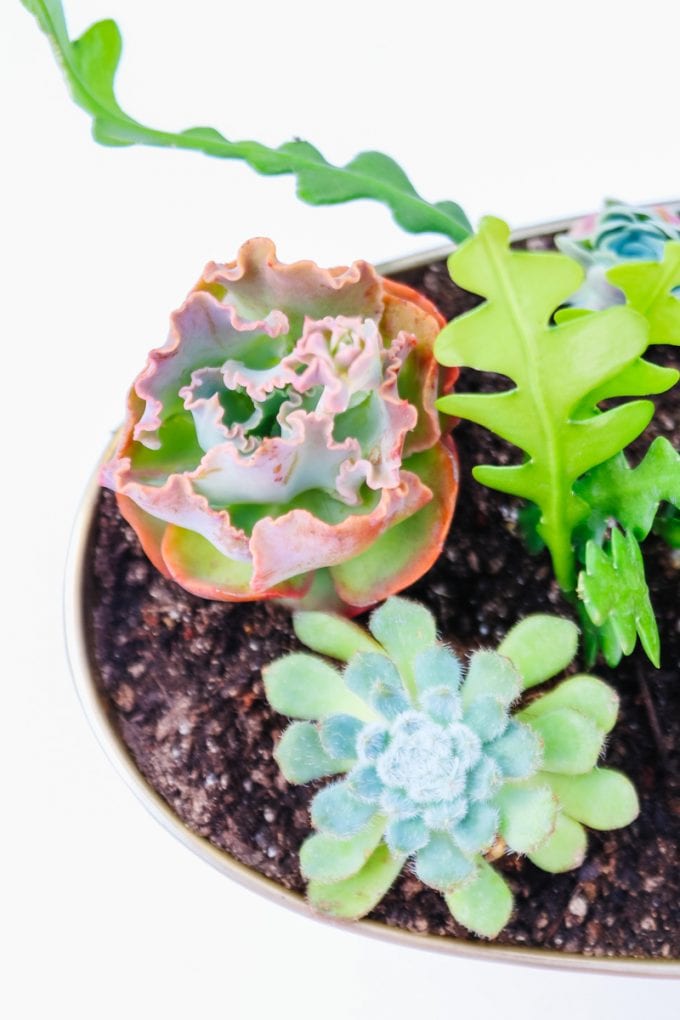 succulent planter DIY