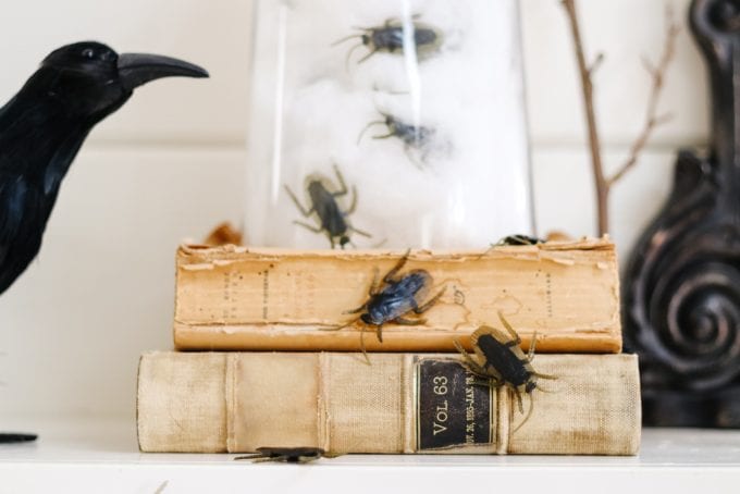 insects in glass cloche