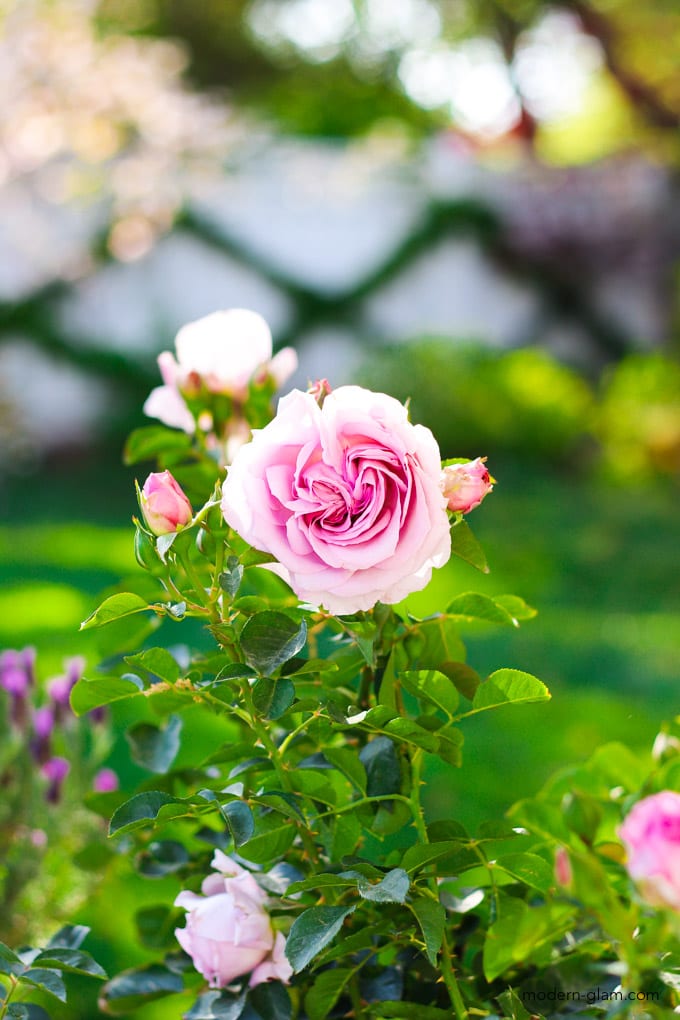 garden roses