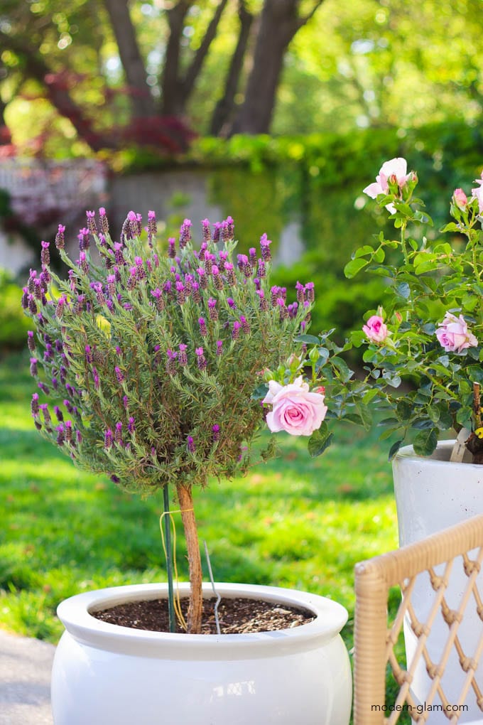 lavender topiary