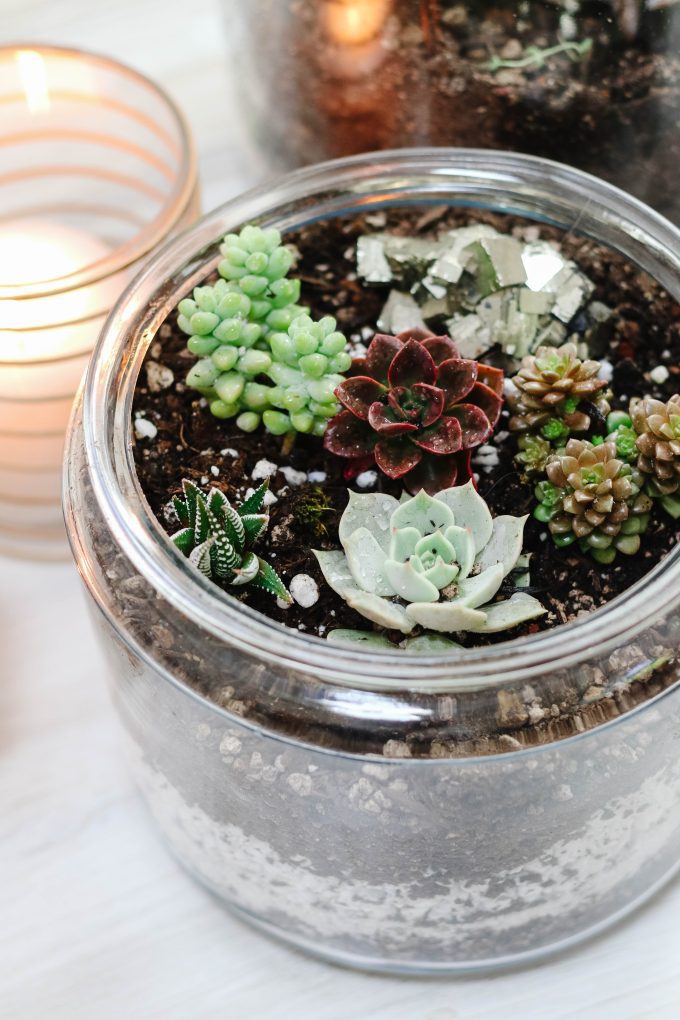 how to grow happy succulents