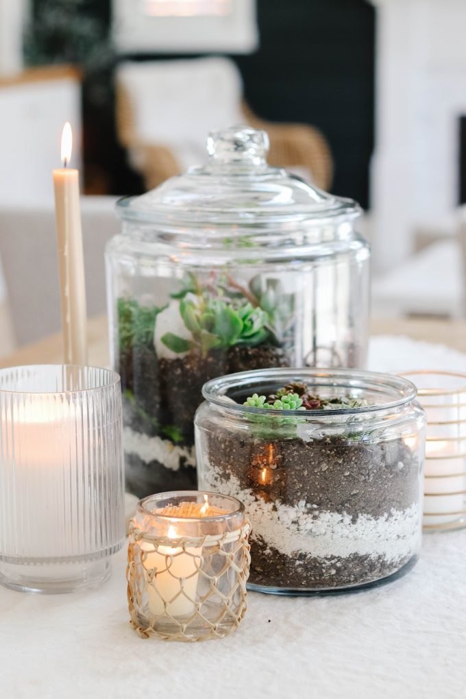 diy terrarium with succulents