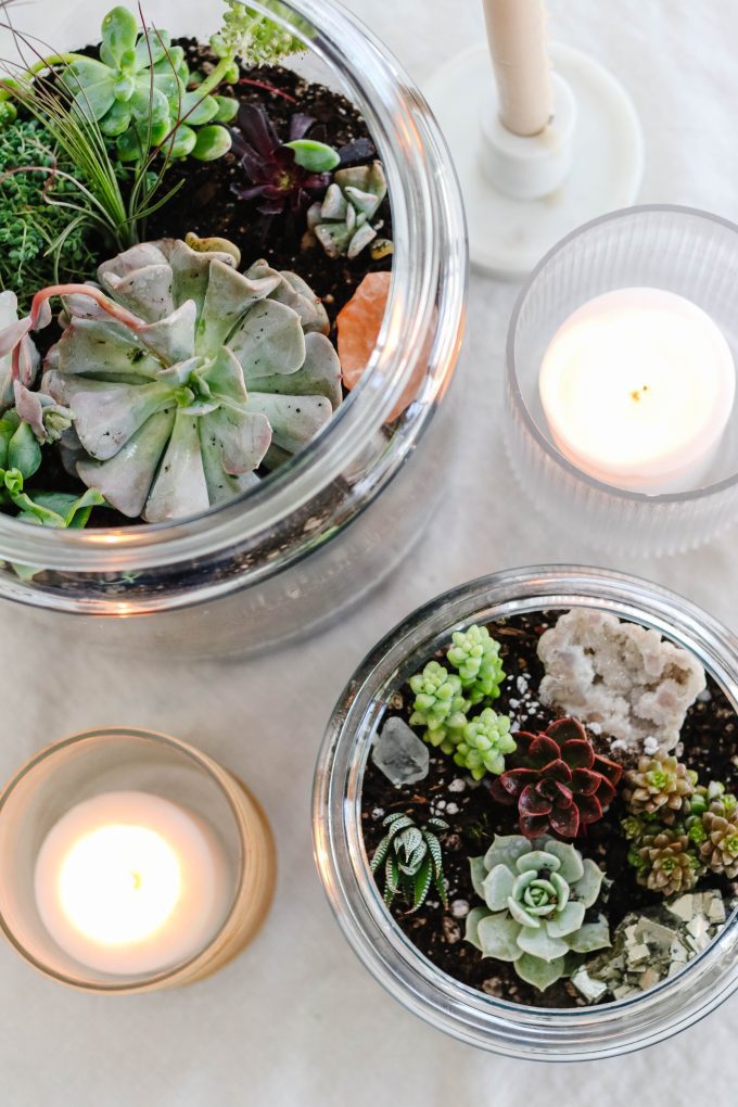 apothecary jar terrarium