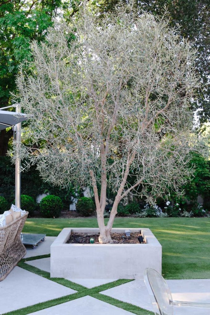 fruitless olive tree