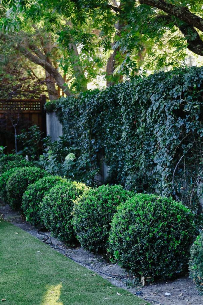 drought tolerant landscaping ideas