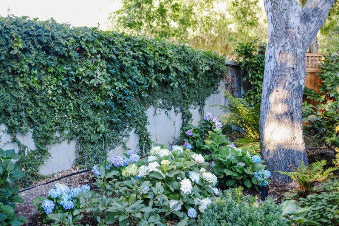 mediterranean landscaping design ideas