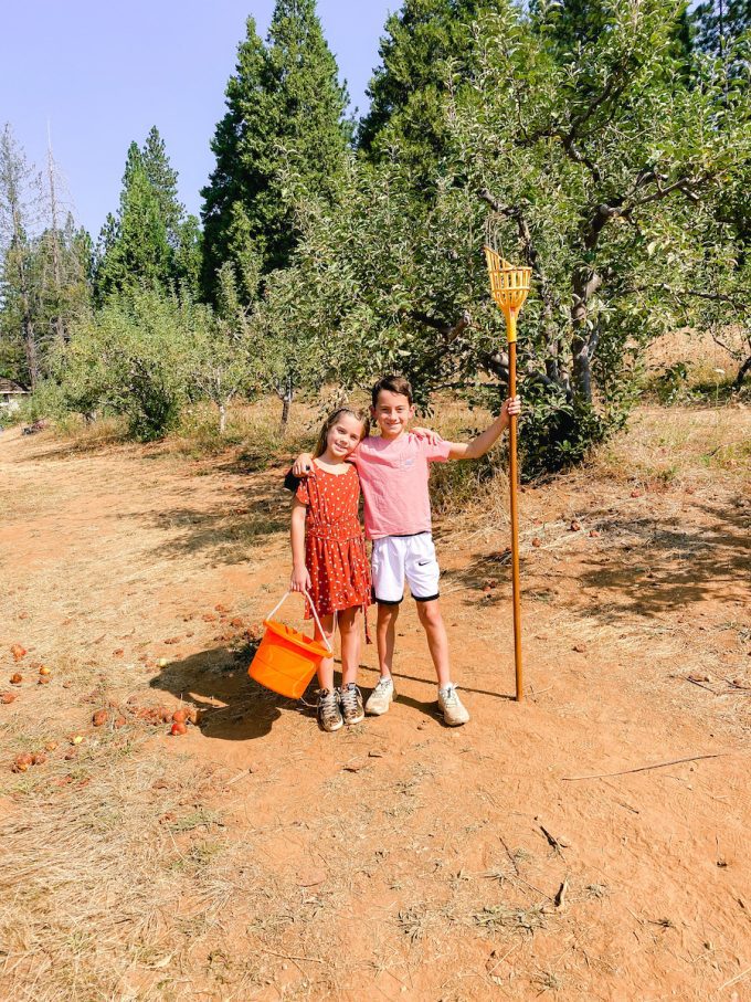 apple picking in california