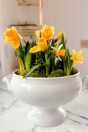 spring bulb daffodil centerpiece