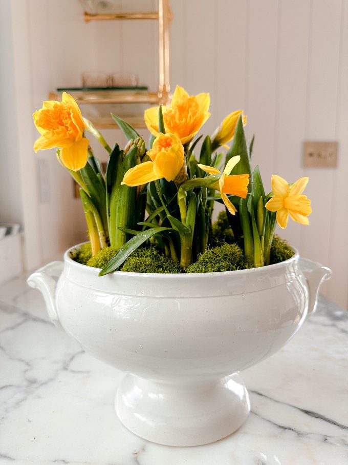 spring bulb daffodil centerpiece