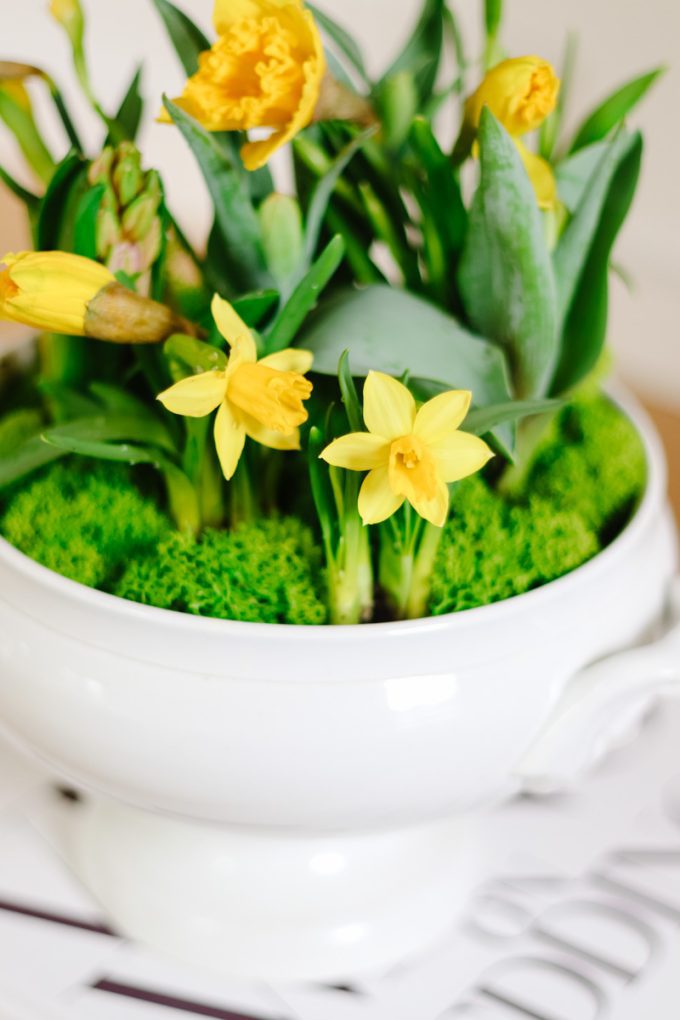 spring bulb arrangement