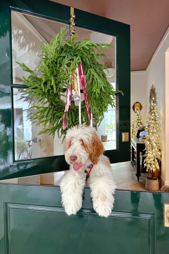 green door with dog