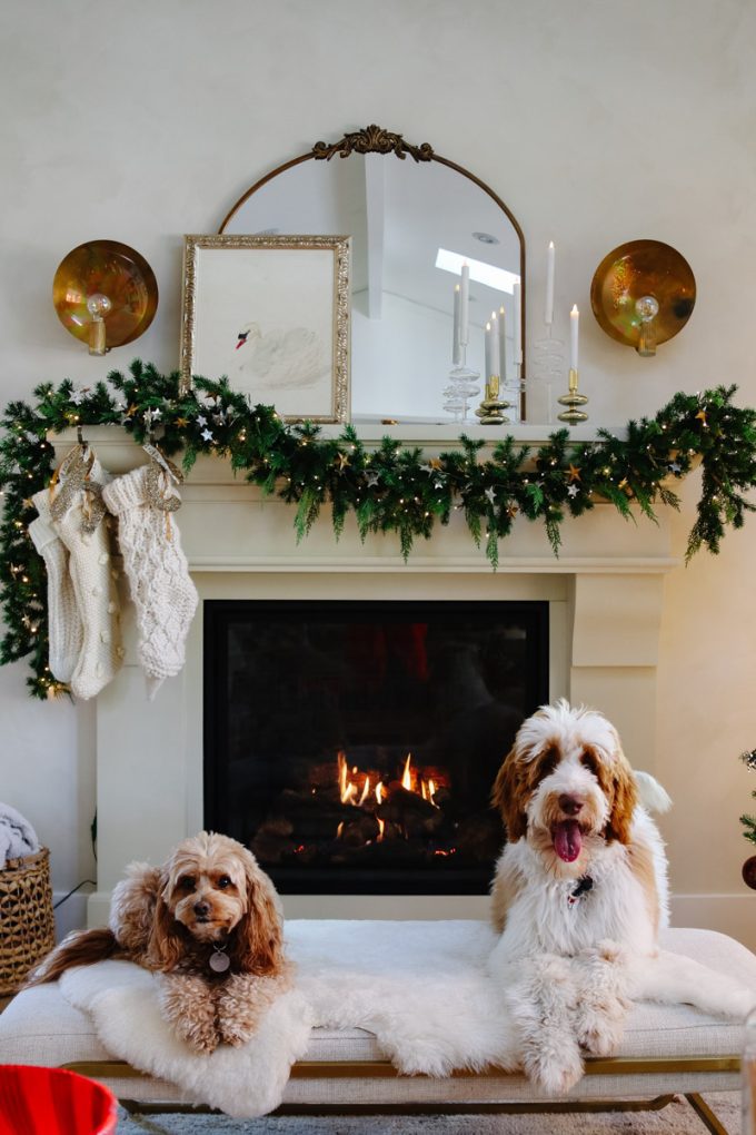 dogs at christmas